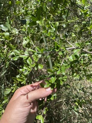 Rochefortia acanthophora