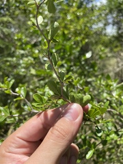 Rochefortia acanthophora