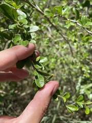 Rochefortia acanthophora