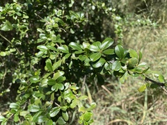 Rochefortia acanthophora