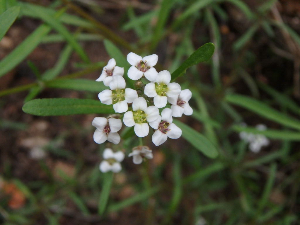 Lobularia canariensis