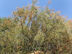 Adenostoma fasciculatum