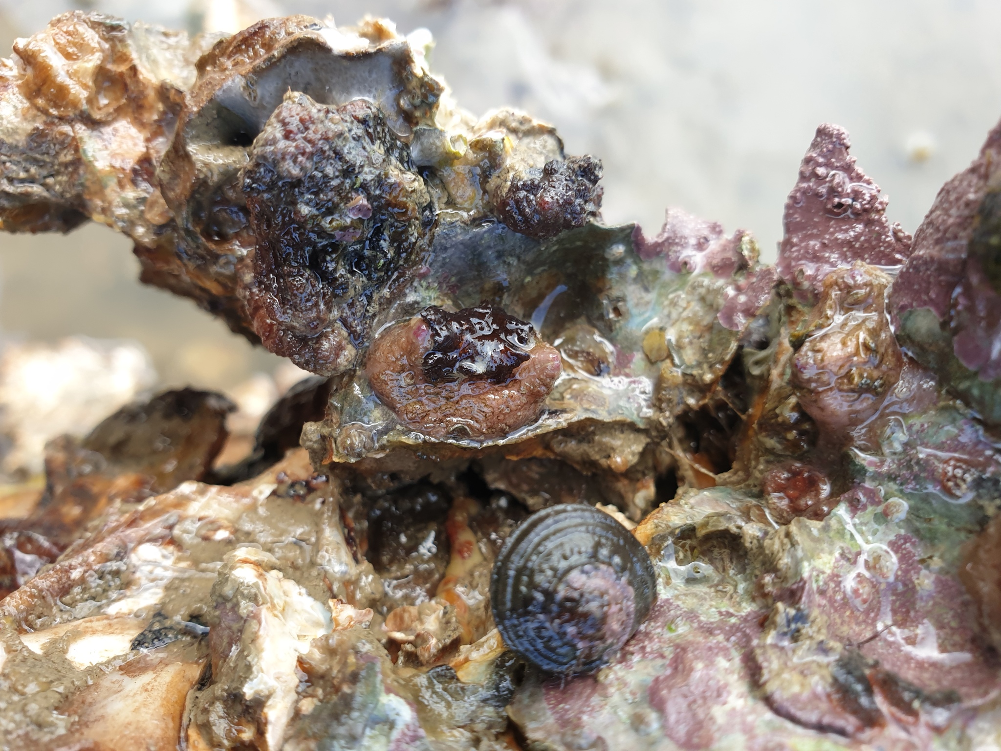 Asterocarpa humilis (Heller, 1878)