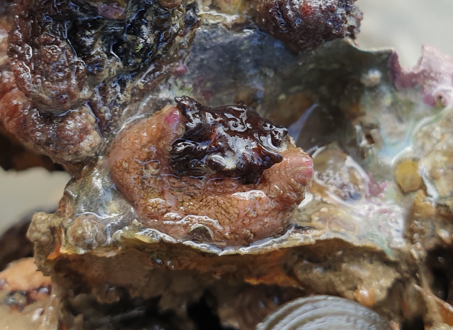 Asterocarpa humilis (Heller, 1878)