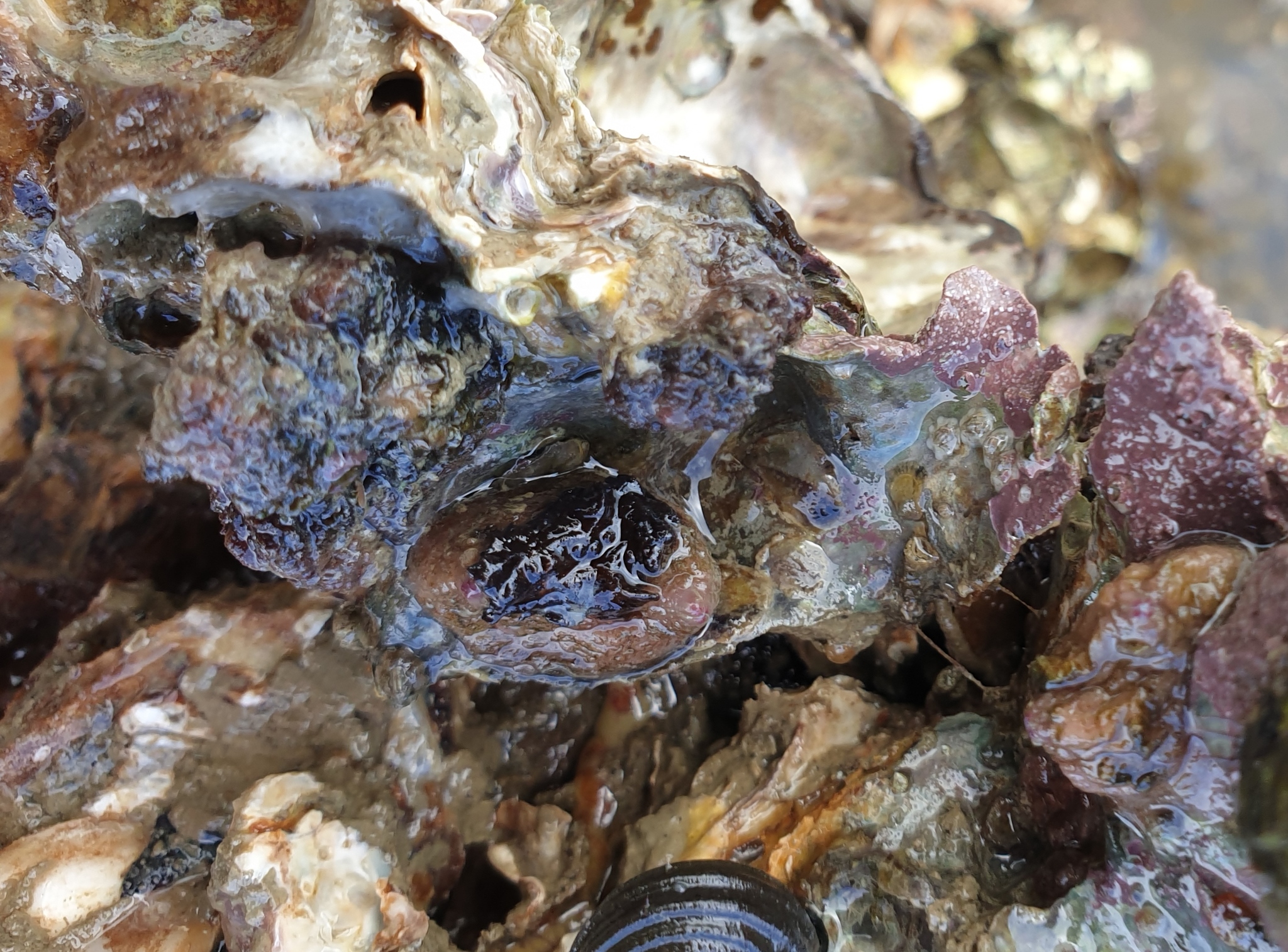 Asterocarpa humilis (Heller, 1878)