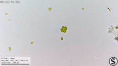 Chlorella