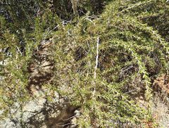 Adenostoma fasciculatum