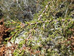 Adenostoma fasciculatum