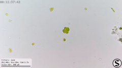 Chlorella