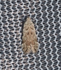 Anacampsis conclusella