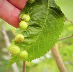 Phylloxera caryaescissa