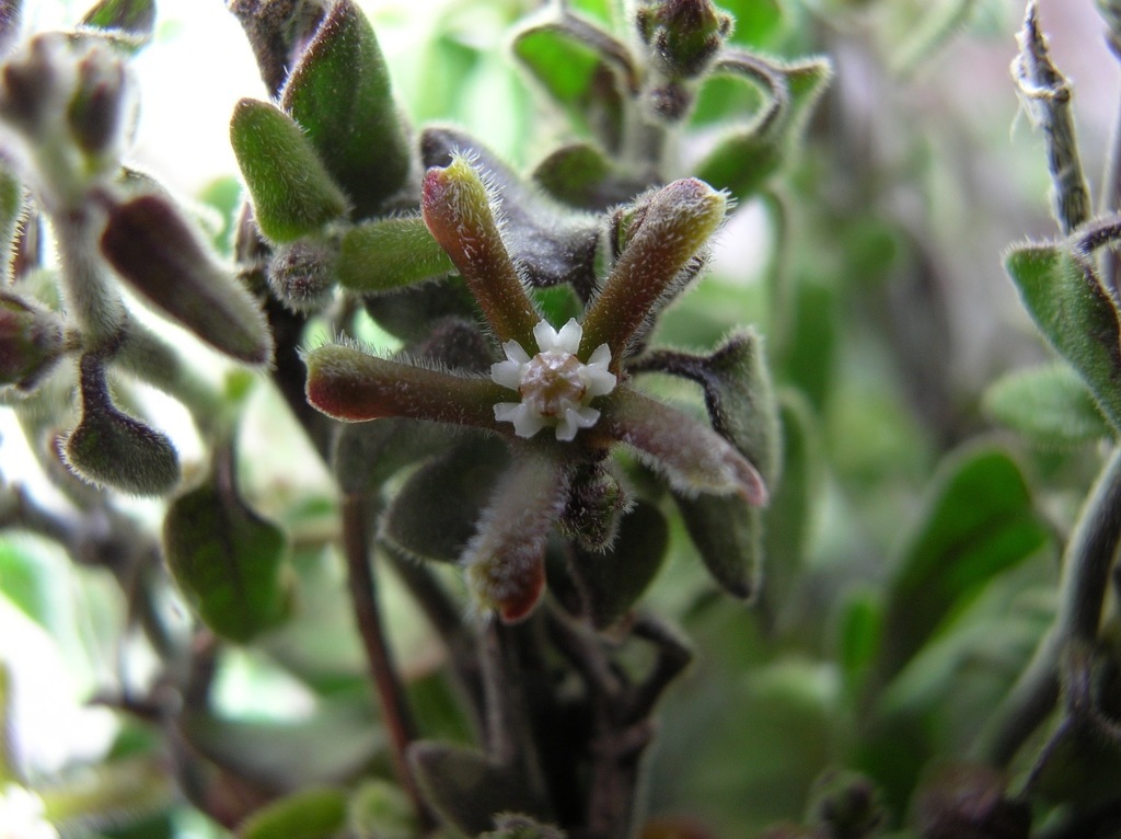 Matelea hastulata