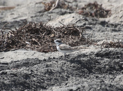 Charadrius nivosus