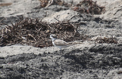 Charadrius nivosus