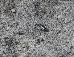 Cicindela latesignata