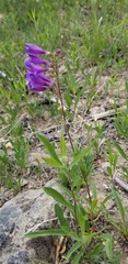Penstemon subglaber