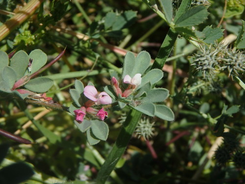 Lotus glinoides image