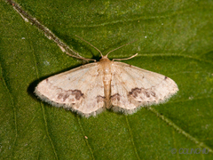 Idaea chotaria