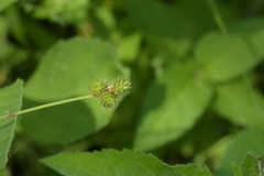 Carex molesta
