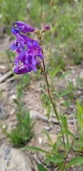 Penstemon subglaber