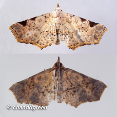 Prolophota trigonifera