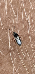Blissus leucopterus