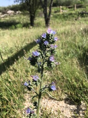Echium lusitanicum