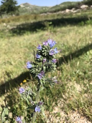 Echium lusitanicum