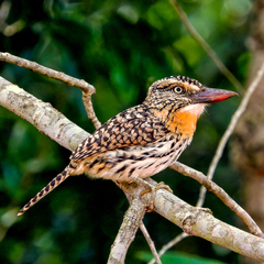 Nystalus maculatus striatipectus