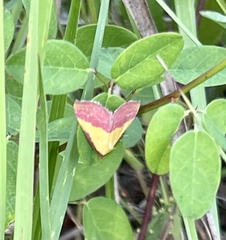 Phytometra rhodarialis