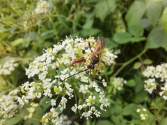 Diphyus palliatorius