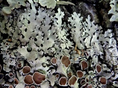 Parmelina carporrhizans