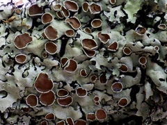 Parmelina carporrhizans