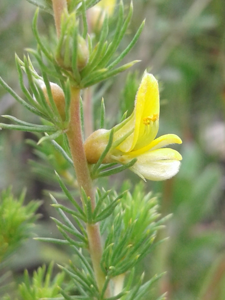 Eastern Capegorse