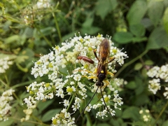 Diphyus palliatorius