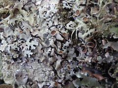 Parmelina carporrhizans
