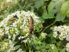 Diphyus palliatorius