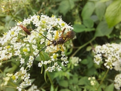 Diphyus palliatorius