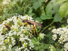 Diphyus palliatorius