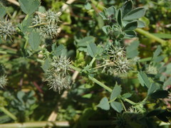 Medicago laciniata