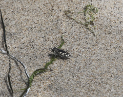Cicindela latesignata