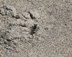 Cicindela latesignata