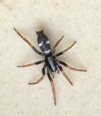 Aphantaulax trifasciata