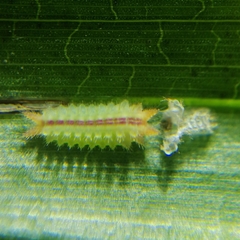 Euprosterna sapucaya