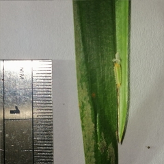 Euprosterna sapucaya