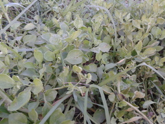 Salpichroa origanifolia