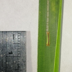 Euprosterna sapucaya