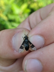 Chrysops carbonarius