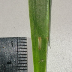 Euprosterna sapucaya