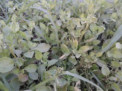 Salpichroa origanifolia